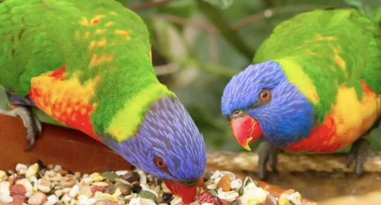 Makanan Terbaik untuk Menarik Burung ke Taman Anda